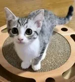 マンチカン♂×シャム(サイアミーズ)♀【福島県・女の子・2022年6月5日・ブルータビー&ホワイト】の写真2「2022/8/31に撮影しました。」