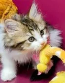 サイベリアン♂×ミヌエット♀【福島県・男の子・2021年10月20日・ブラウンタビー&ホワイト】の写真3「2021／１２／６日に更新。」