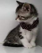 マンチカン(長足)【福島県・女の子・2020年1月21日・ブラウンタビー&ホワイト】の写真3「3/2日に撮影しました。」