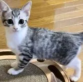 マンチカン♂×シャム(サイアミーズ)♀【福島県・女の子・2022年6月5日・ブルータビー&ホワイト】の写真3「2022/8/31に撮影しました。」