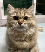 マンチカン【・女の子・2023年11月27日・ゴールデントーティー】