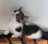 マンチカン(短足)【福島県・女の子・2020年5月26日・ブラウンタビー&ホワイト】の写真3「6/29日に撮影しました‼️」