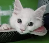 メインクーン【福島県・女の子・2024年4月5日・ホワイト】の写真3「斜め上を向いて少しキメ顔( ´罒`*)✧」