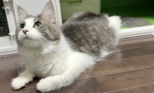 メインクーン【・女の子・2022年4月23日・ブルー&ホワイト】「2023/6/12に撮影しました。」