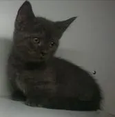 マンチカン(短足)【福島県・女の子・2020年7月29日・ブルー】の写真3「9/20日に更新しました‼️」