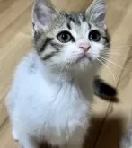 サイベリアン×マンチカン【福島県・男の子・2024年8月1日・ブラウンタビー&ホワイト】の写真3