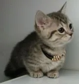 マンチカン(短足)【福島県・女の子・2020年9月5日・ブルータビー】の写真3「10/20日に撮影しました‼️」