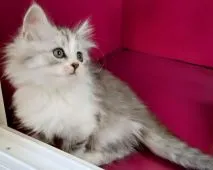 サイベリアン♂×ミヌエット♀【福島県・女の子・2021年10月20日・シルバータビー】の写真3