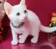 カオマニー【福島県・女の子・2022年10月16日・ホワイト】の写真4