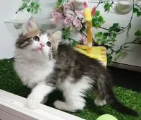 メインクーン【福島県・男の子・2020年2月10日・ブラウンタビー&ホワイト】の写真4「3/28日に撮影しました‼️」