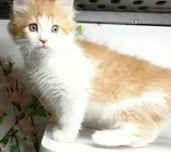 メインクーン【福島県・男の子・2020年2月10日・レッドタビー&ホワイト】の写真4「4/15日に撮影しました‼️」