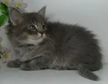 マンチカン(長足)【福島県・男の子・2020年2月17日・ブラウンタビー】の写真4「3/31日に撮影しました‼️」