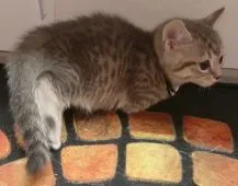 マンチカン(短足)【福島県・女の子・2020年9月5日・ブルータビー】の写真4「10/20日に撮影しました‼️」