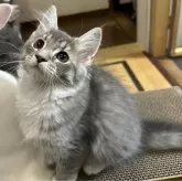 メインクーン【福島県・女の子・2024年5月17日・ブルータビー&ホワイト】の写真4「少しタレ目系にゃんこ(ฅ´ω`ฅ)🐾🐾優しい性格です٩( ´ω` )و」