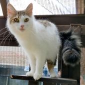 メインクーン【・女の子・2020年10月2日・ブラウン&ホワイト】