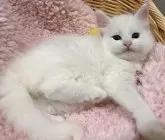 メインクーン【福島県・女の子・2024年4月5日・ホワイト】の写真4「全体写真🐈‍⬛🎀もふもふしてて顔がなんとも言えない可愛さ爆発‪🫶🏻️💞」