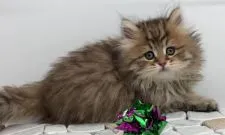 サイベリアン【福島県・男の子・2021年1月17日・ブラウンタビー】の写真4「2021/03/05に撮影しました。」