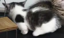 マンチカン(短足)【福島県・女の子・2020年5月26日・ブラウンタビー&ホワイト】の写真5「6/29日に撮影しました‼️」