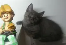 マンチカン(短足)【福島県・女の子・2020年7月29日・ブルー】の写真5「9/20日に更新しました‼️」