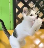 カオマニー【福島県・女の子・2023年5月27日・ブラウン&ホワイトバイカラー】の写真5「遊ぶの大好き😸しっかり両手でキャッチ❗️」