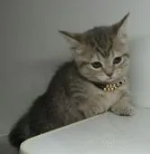 マンチカン(短足)【福島県・女の子・2020年9月5日・ブルータビー】の写真5「10/20日に撮影しました‼️」