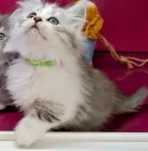 サイベリアン♂×ミヌエット♀【福島県・女の子・2021年10月20日・シルバータビー】の写真5