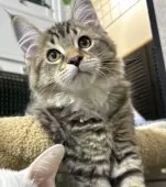 メインクーン【福島県・男の子・2024年12月12日・ブラウンタビー&ホワイト】の写真3