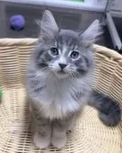 メインクーン【福島県・男の子・2025年6月10日・ブルータビー&ホワイト】の写真14「人気カラーにゃんこ🐱♥️」