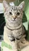 マンチカン(長足)【福島県・女の子・2025年3月18日・ブラウンタビー&ホワイト】の写真2「ママと瓜二つな目をしてます🤲´-」