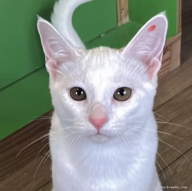 ID：2503-01989の子猫