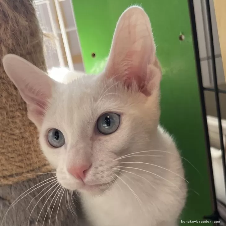 Nyanchi 様のお迎えした子猫
