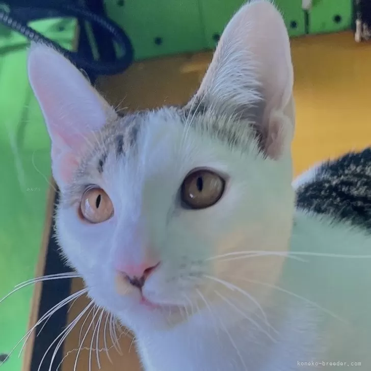 H.O 様のお迎えした子猫