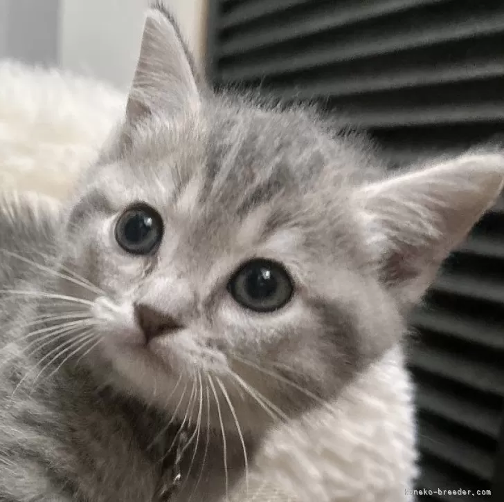 ID:2505-00506の子猫