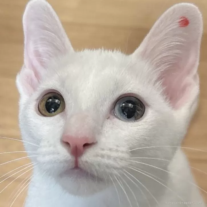 ID:2501-02543の子猫