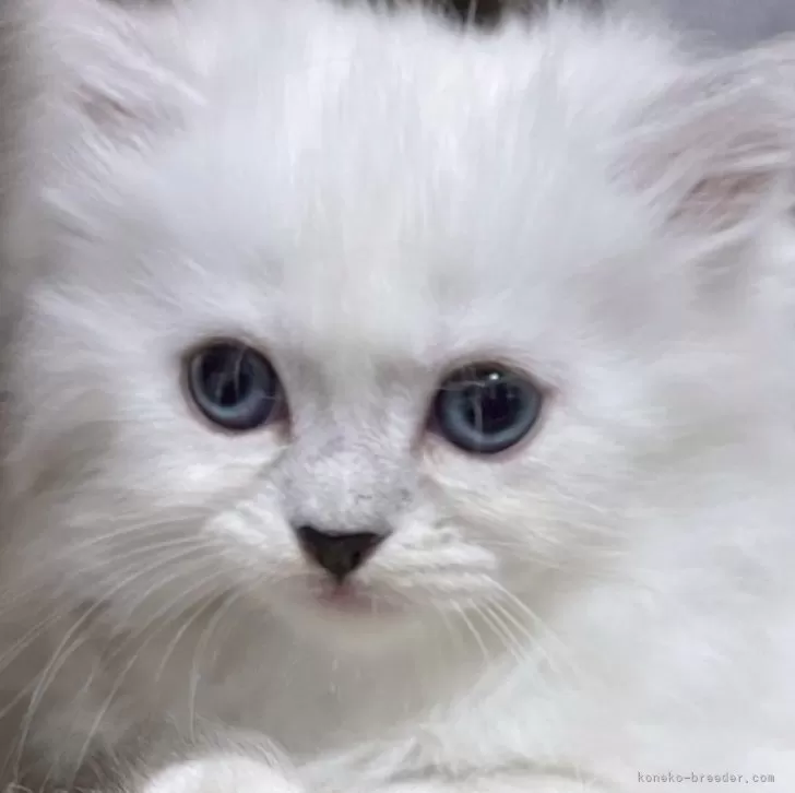 ID：2511-01517の子猫