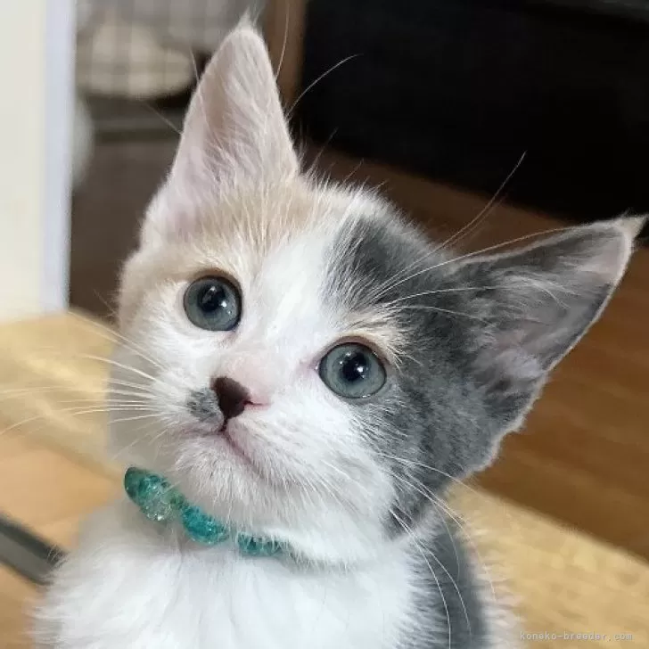 ID：2504-02169の子猫