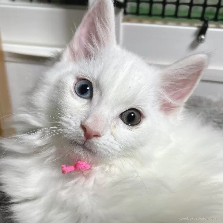 ID：2507-00497の子猫