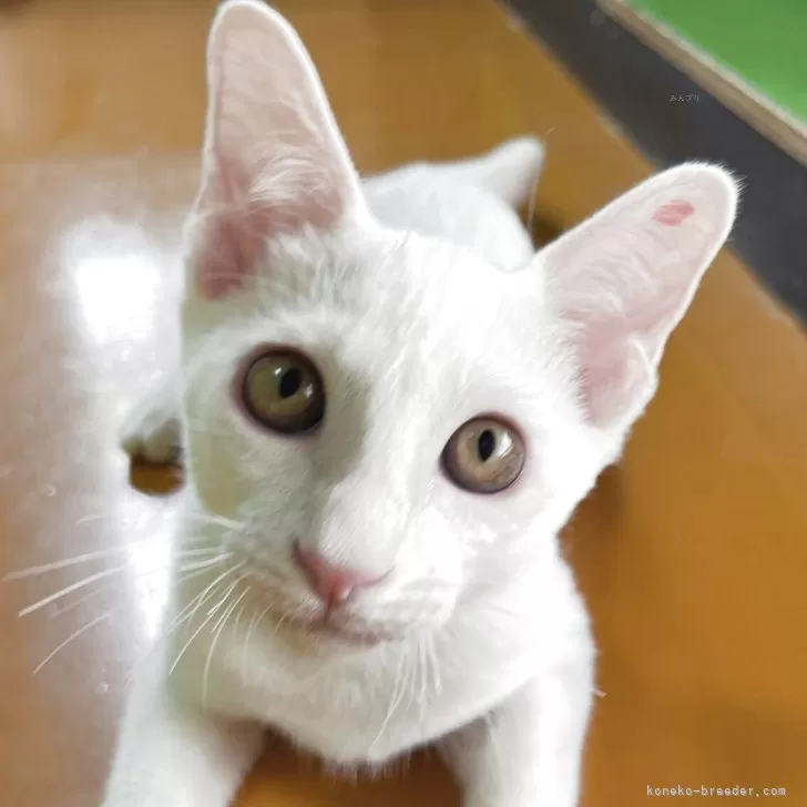 ID：2504-03066の子猫