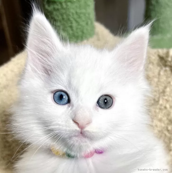 ID：2501-01971の子猫