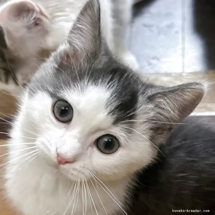 マンチカン(長足)【福島県・男の子・2025年6月11日・ブルー&amp;ホワイト】の写真1「元気いっぱいの男の子👦」