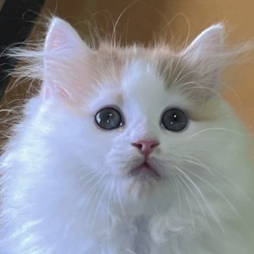 サイベリアン【福島県・女の子・2025年6月10日・クリーム&ホワイト】の写真「ぽってり気味な女の子です🥰」