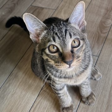 カオマニー【福島県・女の子・2024年11月2日・ブラウンタビー（ショート）】の写真「当猫舎のカオマニーが世界タイトル【ＳＧＣ】を獲得！」