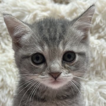 マンチカン(長足)【福島県・男の子・2025年10月18日・ブルータビー（ショート）】の写真「元気いっぱいでもりもりご飯を食べる男の子です！」