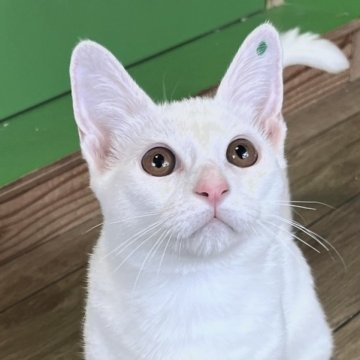 カオマ二ー×マンチカン(短足)【福島県・女の子・2025年2月1日・白】の写真「母親がカオマニーの大変珍しい短足の女の子です🥰」