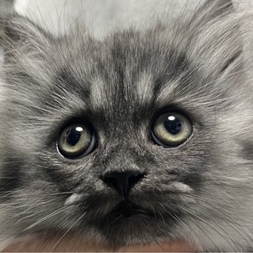 サイベリアン【福島県・男の子・2025年9月18日・シルバータビー（ロング）】の写真「わんぱくな男の子です！」