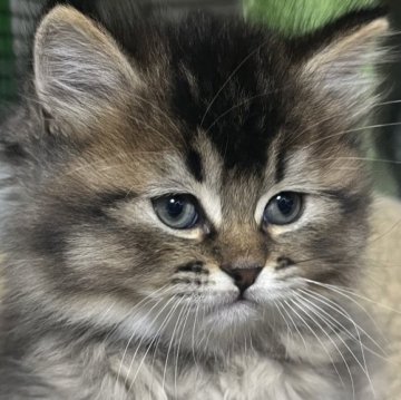 マンチカン(長足)【福島県・男の子・2025年11月26日・ブラウンタビー】の写真「元気な男の子です！」