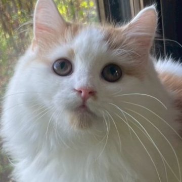 サイベリアン【福島県・女の子・2025年6月10日・クリーム&ホワイト（ロング）】の写真「ぽってり気味な女の子です🥰」