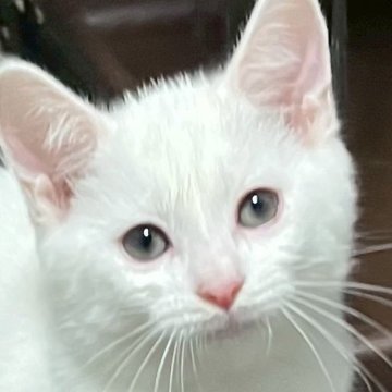 マンチカン(長足)【福島県・男の子・2025年7月21日・ホワイトキトンキャプ付き（ショート）】の写真「ぱっちりお目目の可愛い男の子！キトンキャプ付き」