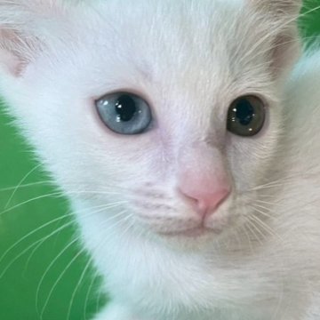 カオマニー【福島県・男の子・2025年9月19日・ホワイト（ショート）】の写真「綺麗な目の元気な男の子です！」