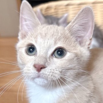 マンチカン(短足)【福島県・男の子・2025年3月1日・クリーム&ホワイト（ショート）】の写真「兄妹唯一の男の子👑✨️」